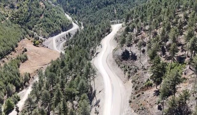 Ormanın Güzelliği 75 Yıl Sonra Ortaya Çıktı