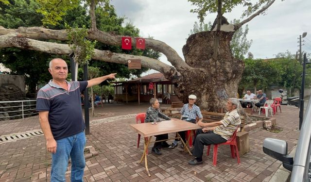 500 Yıllık Çınar Zamana Meydan Okuyor