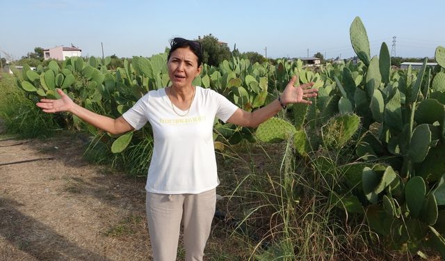 Türkiye’nin İlk Tescilli Dikenli İncir Bahçesi Kuruldu