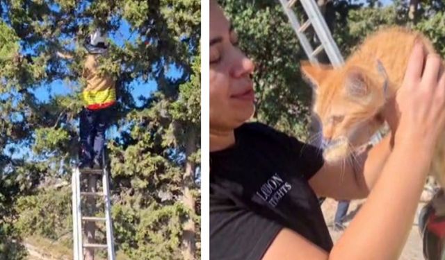 Ağaçta Mahsur Kalan Kedi İtfaiye Tarafından Kurtarıldı