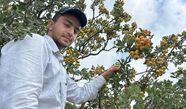 "Şifa Deposu" Alıçta Hasat Başladı