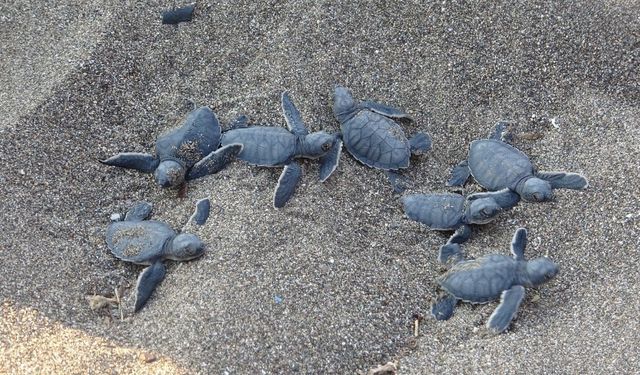 Deniz kaplumbağası sezonu tamamlandı, 210 bin yavru denize ulaştı