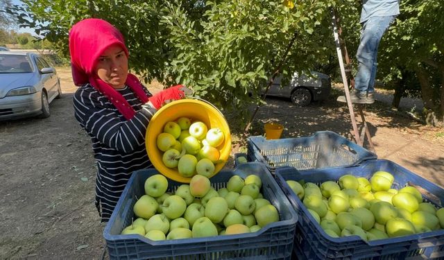 Elma Hasadı Başladı, Üretici Kuraklık Nedeniyle Zor Günler Yaşıyor