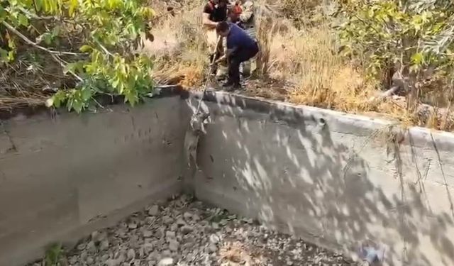 İtfaiye, Sulama Havuzuna Düşen Domuzu Kurtardı