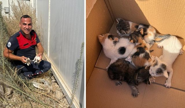 Konteyner Altında Mahsur Kalan Yavru Kedileri İtfaiye Kurtardı