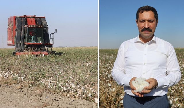 Pamuk Tarlalarında Rekolte Sevinci: 140 Bin Ton Beklenti Var
