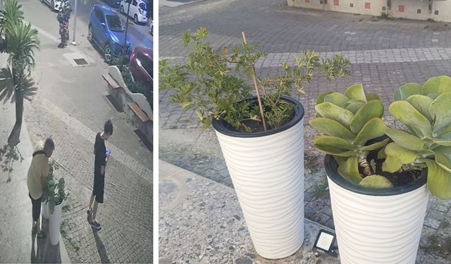 Saksıdaki Çiçeği Koparıp Götüren Kadının Davranışı Tepki Çekti