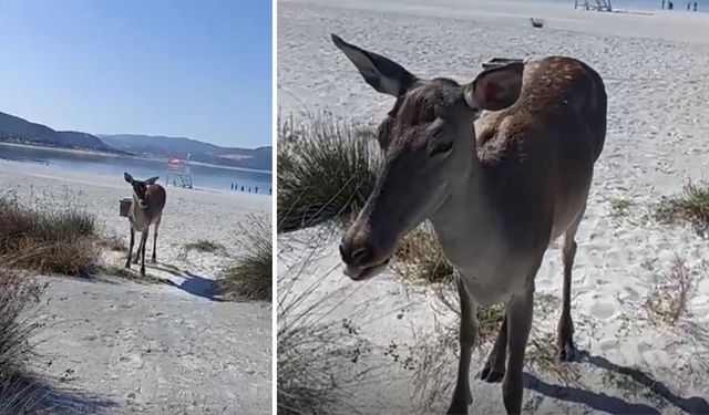 Salda Gölü’nde Doğaya Bırakılan Geyikler Görüntülendi