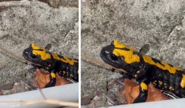 Sarı Benekli Semender Doğa Severlerin Objektifinde