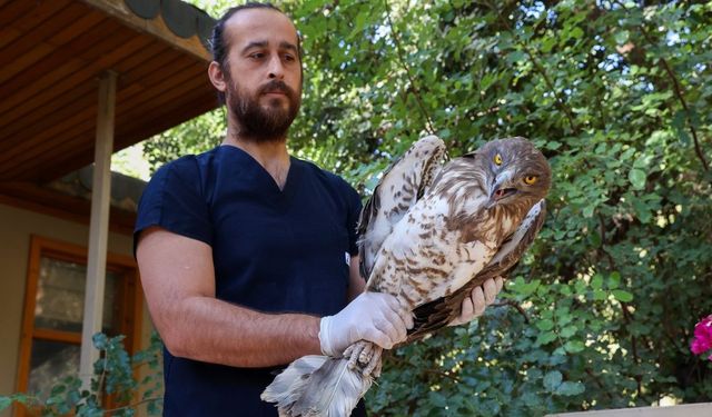 Soyu Tükenme Tehlikesi Altındaki Yılan Kartalı Sağlığına Kavuştu