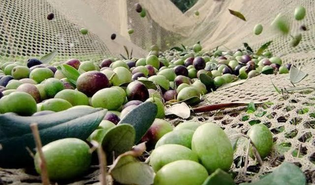 Zeytin Üreticilerine Meyve Dökülmeleri Konusunda Resmî Uyarı