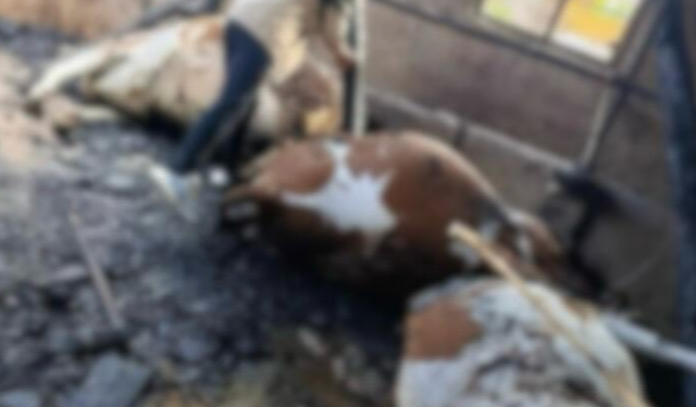 Kahramanmaraş'ta Ahır Yangını: 5 Büyükbaş Hayvan Telef Oldu