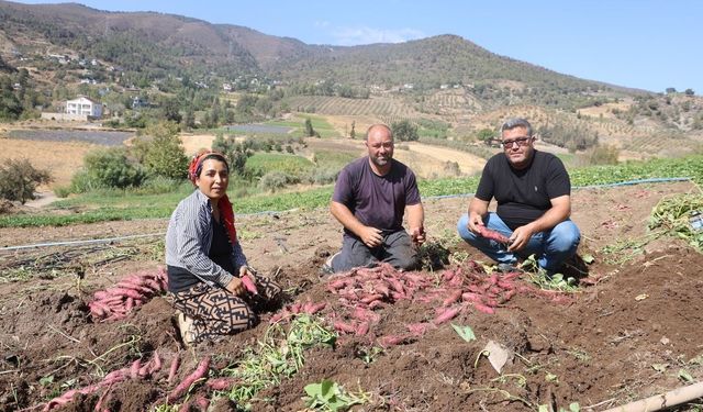 Tarlada Tatlı Patates Bereketi