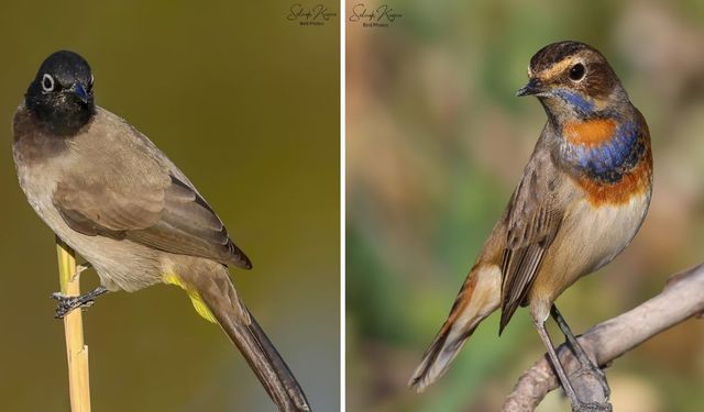 Kahramanmaraş’ın Doğasında Renkli Canlılar Objektife Yansıdı