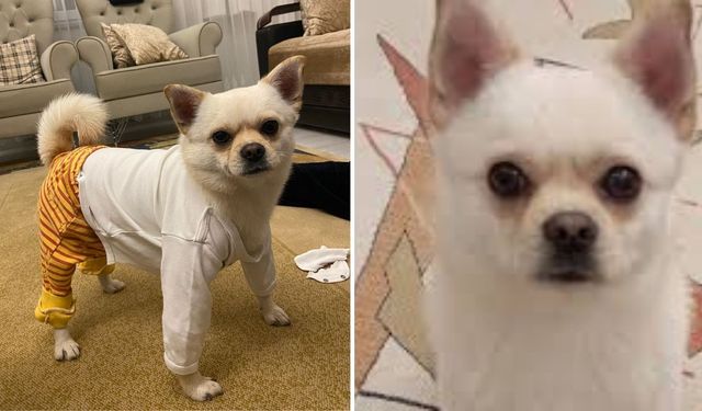 Kahramanmaraş'ta o köpeği bulana 50 bin TL ödül!