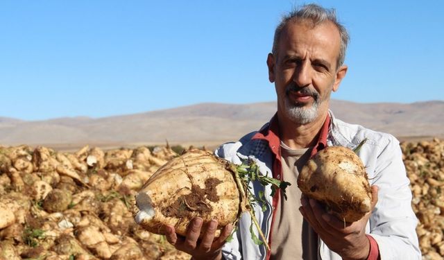 Kahramanmaraş’ta Şeker Pancarı Hasadı Başladı