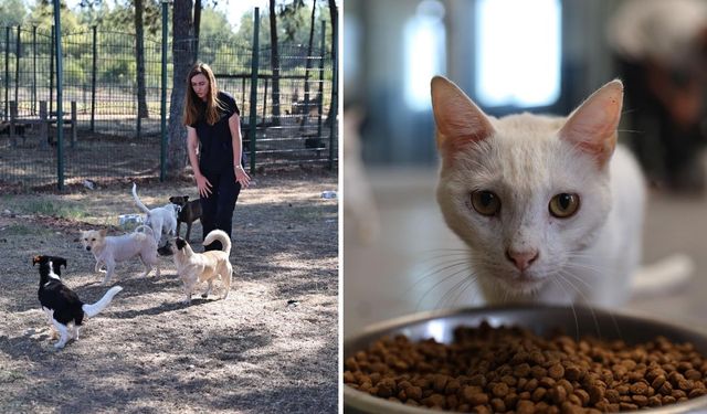Sokak Hayvanlarına 7/24 Umut: Bakımevinde Binlerce Can Tedavi Edildi