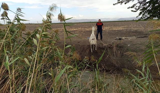 Sulama kanalına düşen eşek itfaiye ekipleri tarafından çıkarıldı