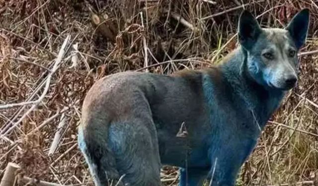 Yeni Çernobil Vakası:Köpekler Mavi Renge Döndü