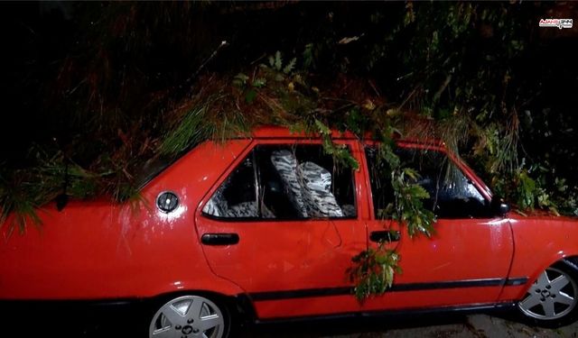 Şiddetli Rüzgar Ağacı Devirdi, 2 Araç ve Bina Etkilendi