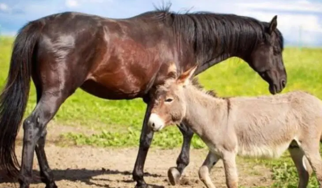 Tarım Bakanlığı O Markalarda Sucuğunda At Eşek Eti Tespit Etti Bunca Zaman Kandırılmışız!