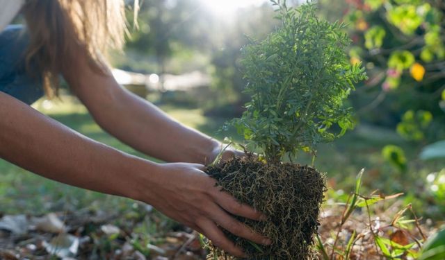 Kahramanmaraş’ta 11 Kasım’da Milyonlarca Fidan Dikilecek