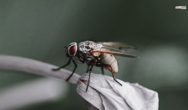 Karasinek İstilasına Uzman İsimden Uyarı