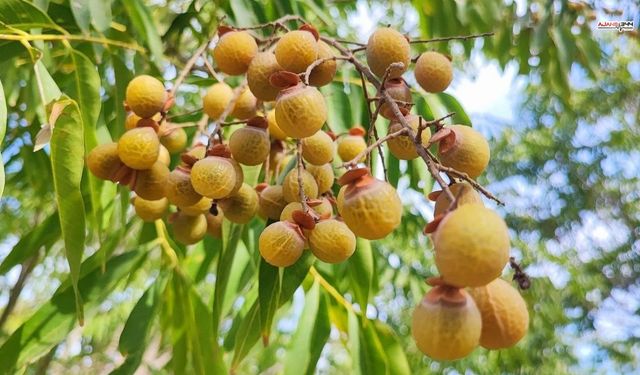 Bu ceviz yenmiyor ama deterjan yerine kullanılıyor