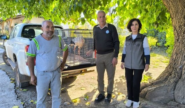 Dörtyol'da bulunan leylek tedavi altına alındı