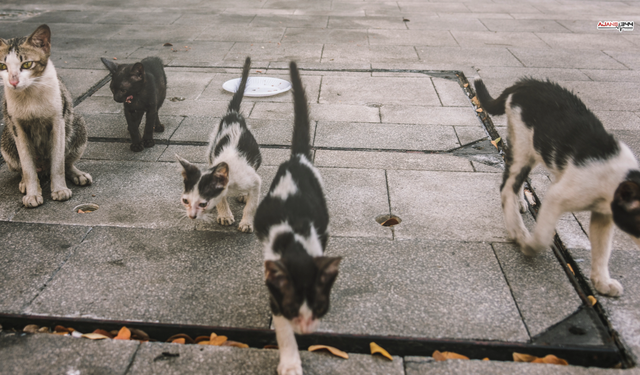 Yeni Zelanda Vahşi Kedileri Ekosistemi Koruma Planıyla 2050de Yok Edecek