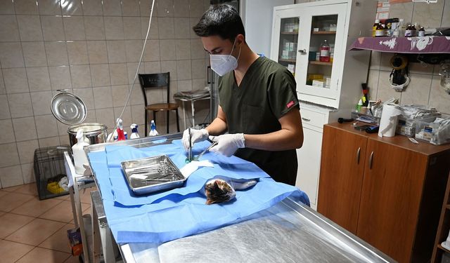 227 Sokak Hayvanı Kısırlaştırıldı ve Aşılandı