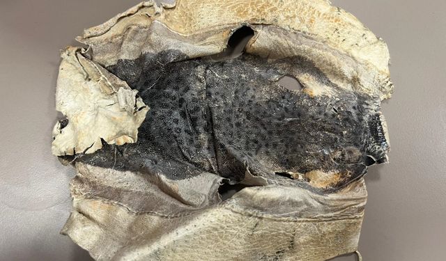 Balon Balığı Projesi Mahkemelik Oldu