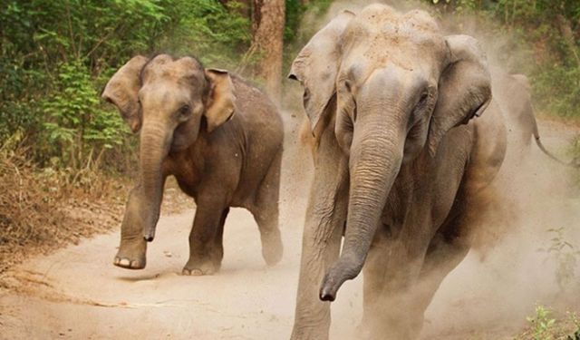 Filler yerleşim yerine inerek insanları ezdi! 5 kişi hayatını kaybetti