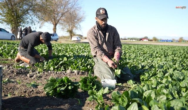 Çiftçiler Ispanak Hasadında Yoğun Mesaide