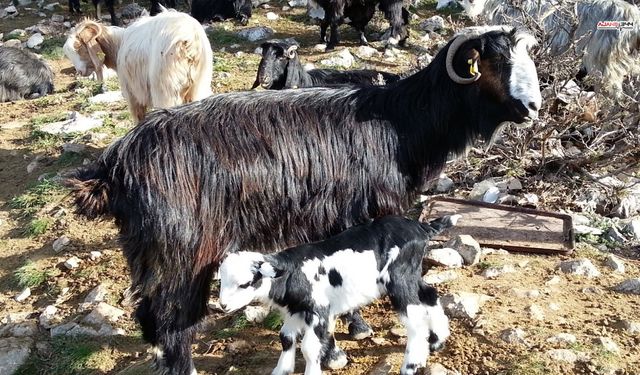 Keçiyi Meraya, Çobanı Yaylaya Döndürecek 13 Çözüm Önerisi Açıklandı