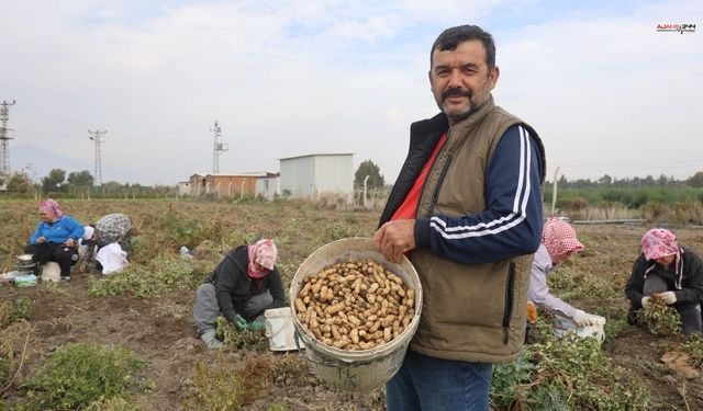 Kuraklık Yer Fıstığı Hasadını Vurdu: Rekolte Yarı Yarıya Düştü