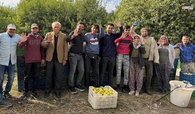 Limonun Başkenti Erdemli'de Depoluk Hasat Dönemi Başladı