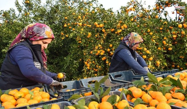 Mandalina Fiyatı 2 TL’ye Düşünce Belediye Devreye Girdi