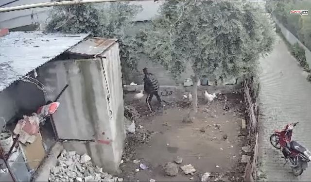 Osmaniye’de kümesten tavuk çalan zanlı tutuklandı