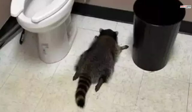 Sarhoş Rakun Dükkanı Talan Etti, Tuvalette Sızdı