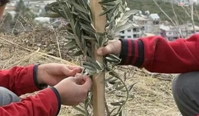 Okul bahçeleri zeytin bahçelerine dönüşüyor