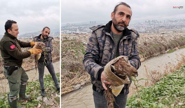 Kahramanmaraş'ta yaralı şahin bulundu, tedavi altına alındı