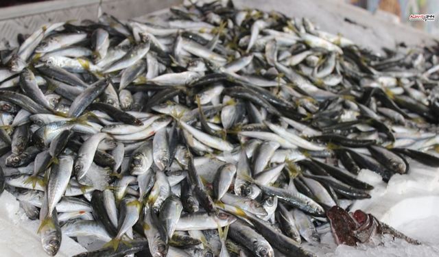 Hamsi Geri Döndü, Kahramanmaraş'ta Tezgâhlarda Hareketlilik Başladı