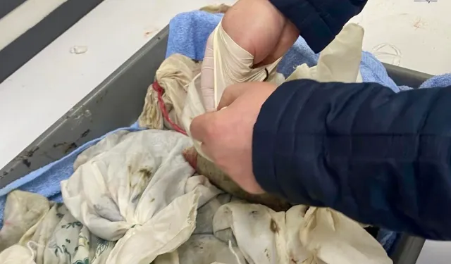 İstanbul Havalimanı'nda kaçak sülük operasyonu