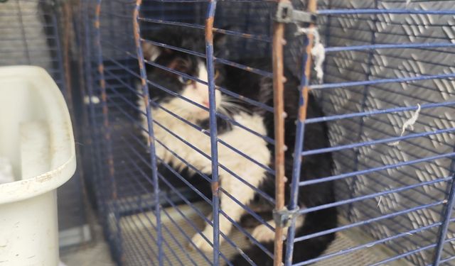 Kemer’de derede mahsur kalan kedi kurtarıldı