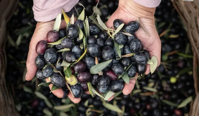 Marmarabirlik'ten 6,8 milyar TL'lik ciro ve ihracatta tarihi rekor