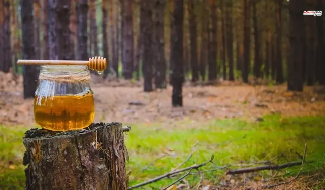 Türk çam balı için Ar-Ge atağı