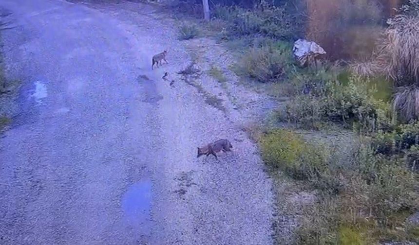 Osmaniye'de aç kalan kurtlar yola indi