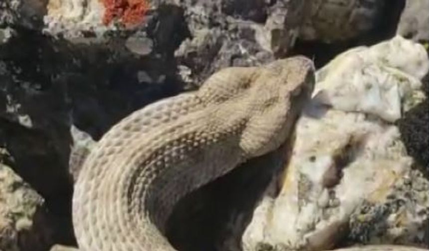 Dünyanın en zehirli yılanını kedi sever gibi sevdi