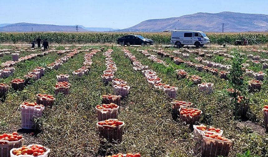 Türkoğlu’nda salçalık domates hasadı başladı